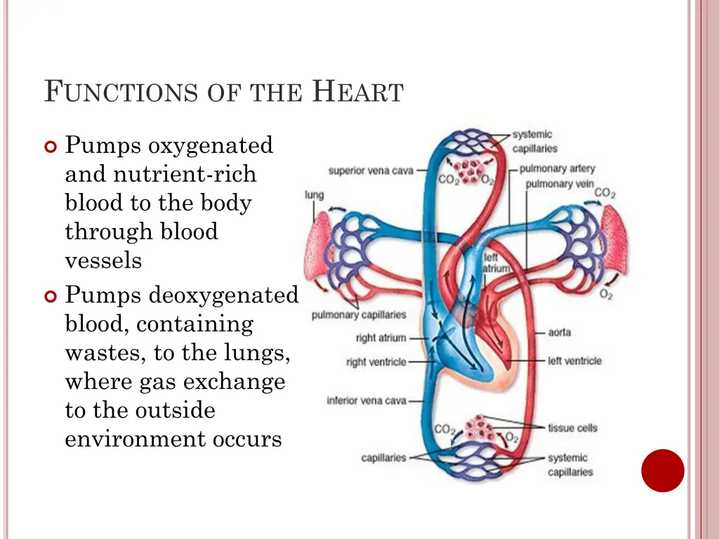 f unctions of the h eart