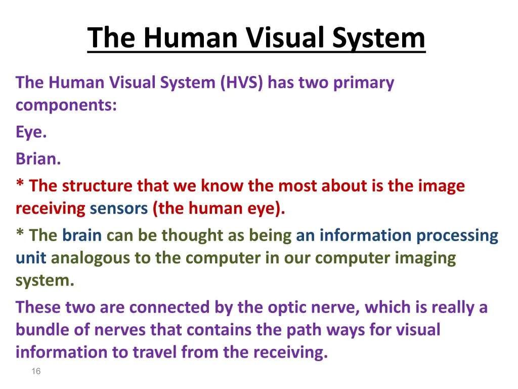 the human visual system