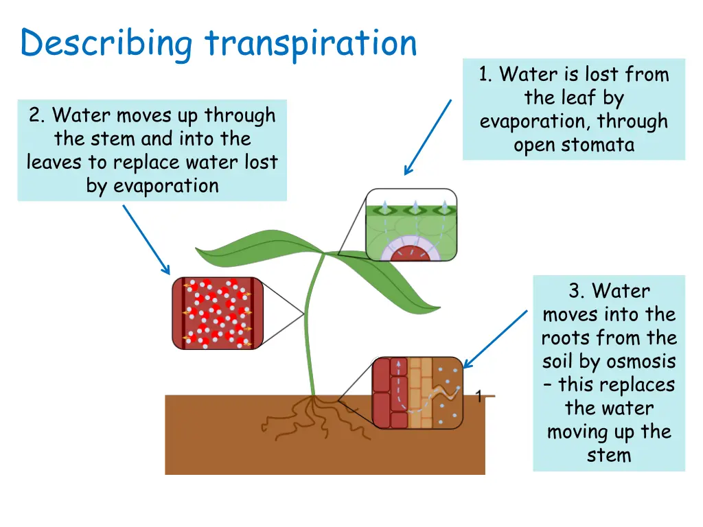 describing transpiration