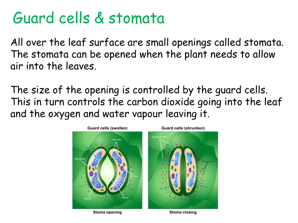 guard cells stomata