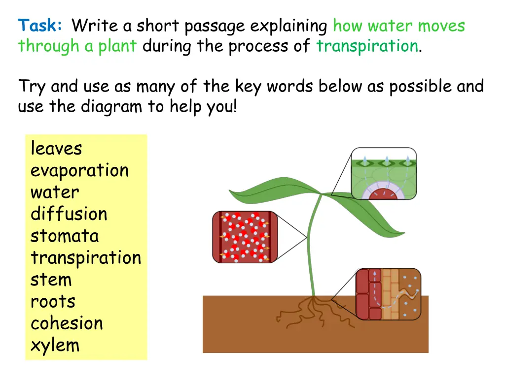 task write a short passage explaining how water