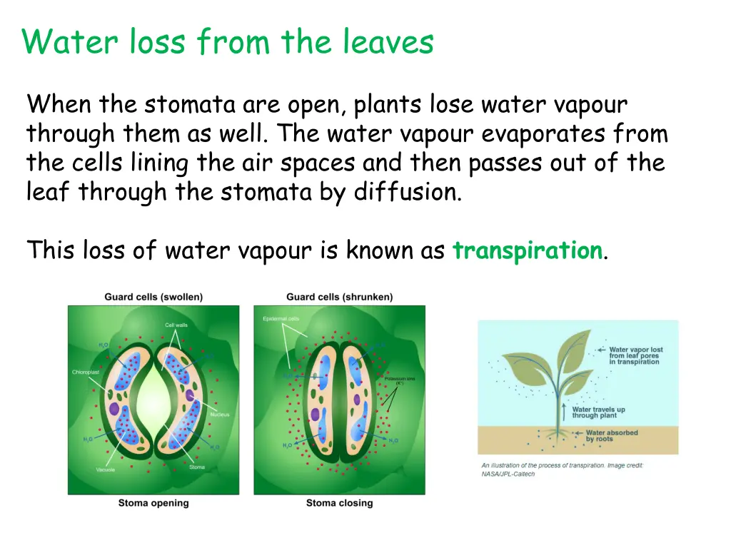 water loss from the leaves