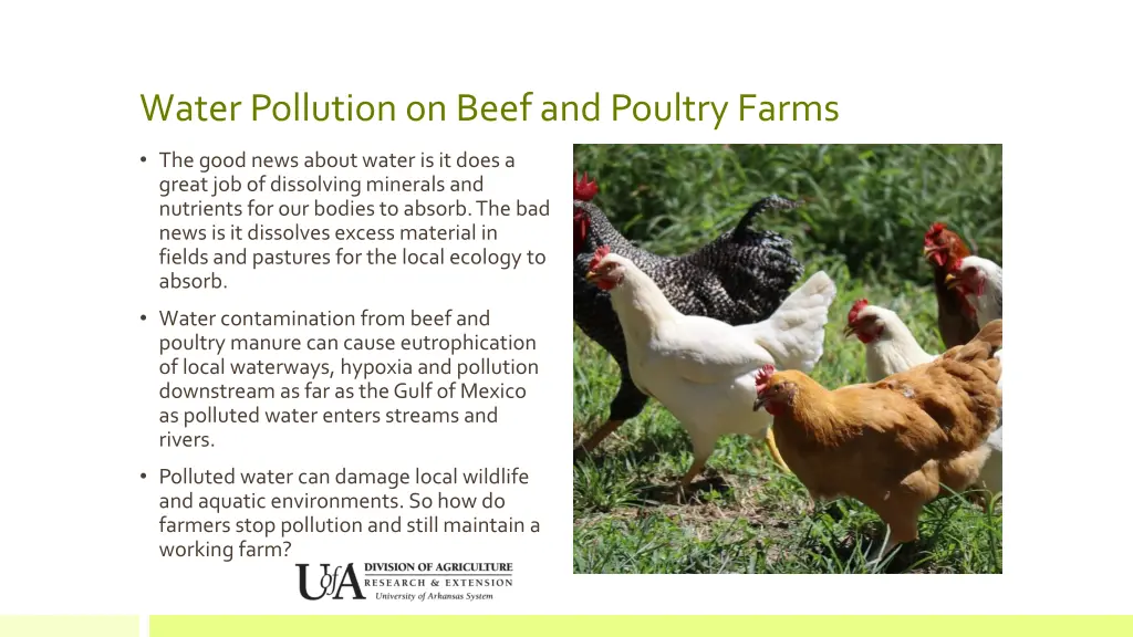 water pollution on beef and poultry farms