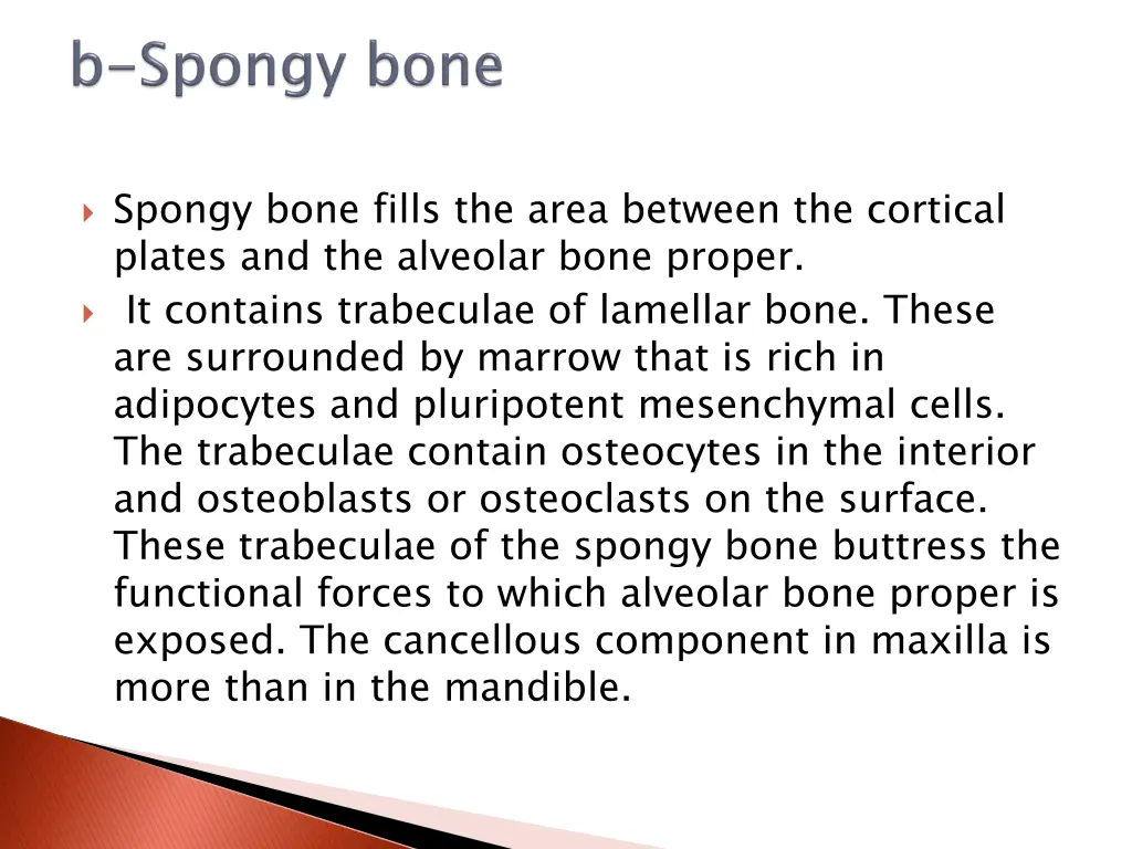 spongy bone fills the area between the cortical