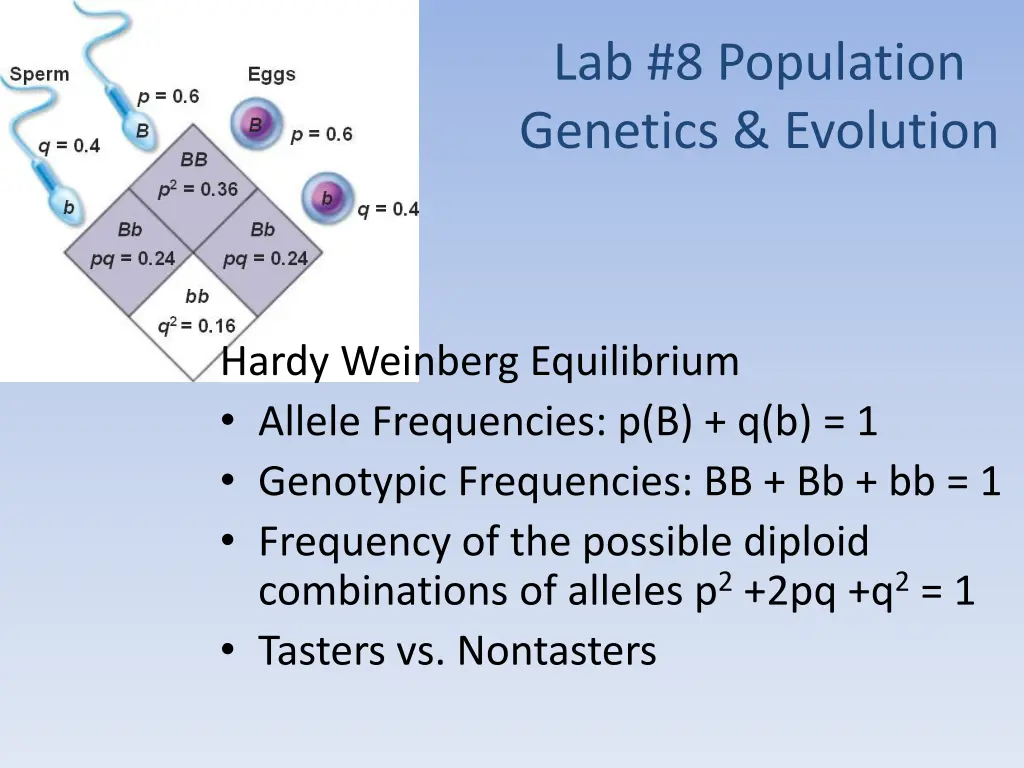 lab 8 population genetics evolution