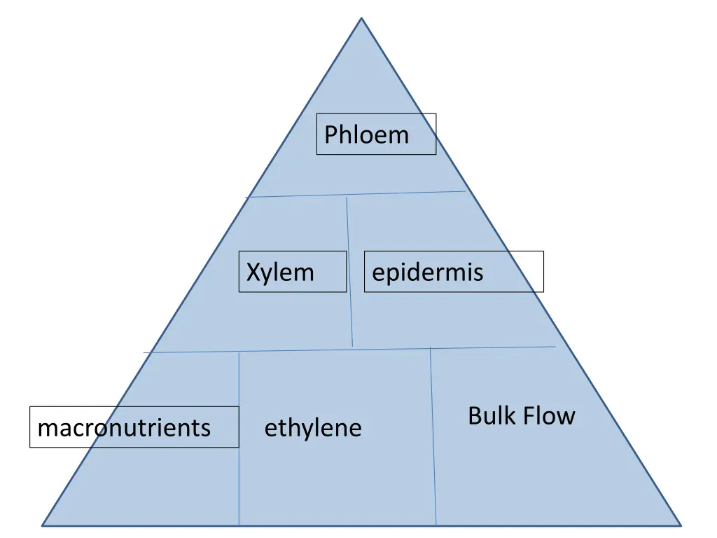 phloem