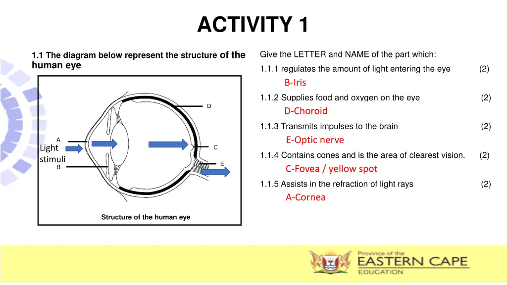 activity 1