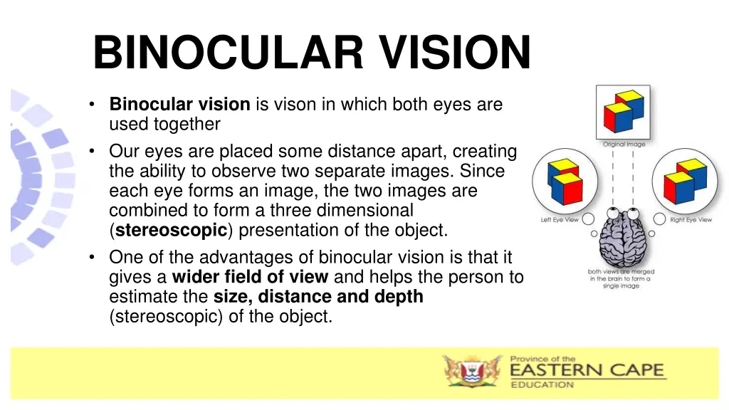 binocular vision