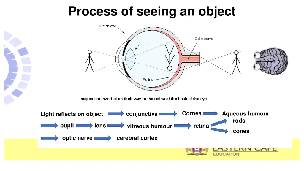 process of seeing an object