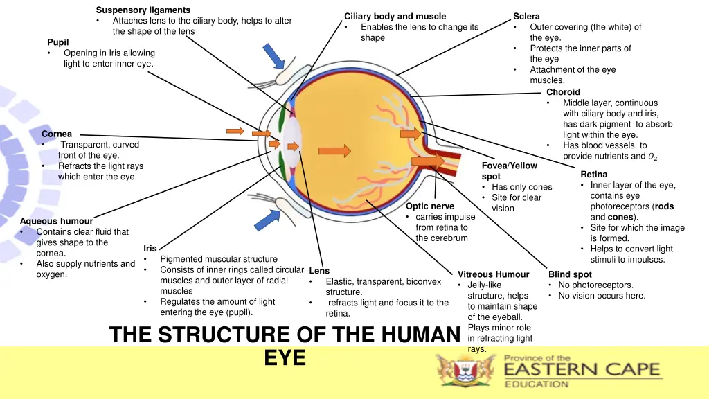 suspensory ligaments attaches lens to the ciliary