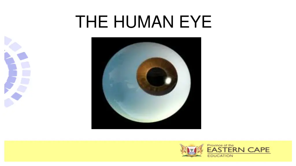 the human eye