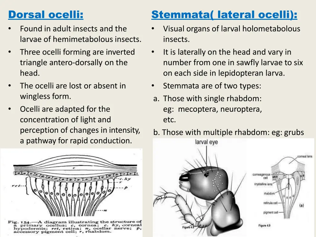 dorsal ocelli found in adult insects