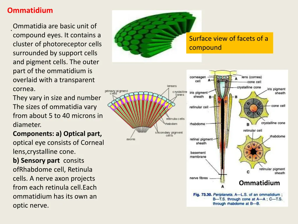 ommatidium