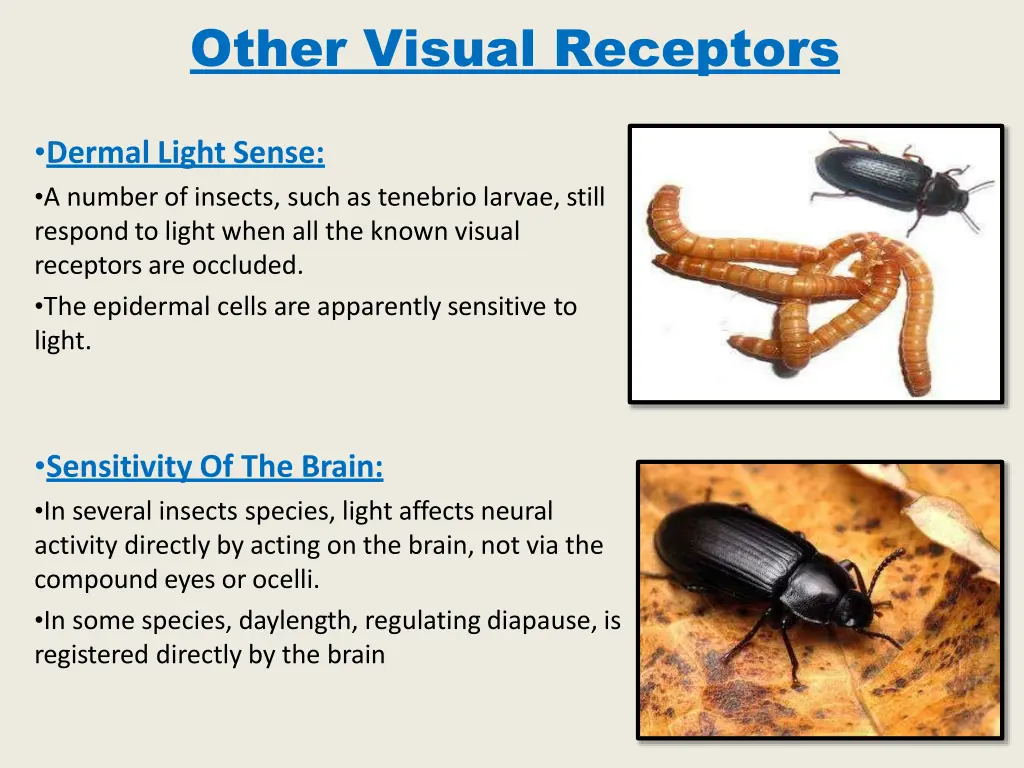 other visual receptors