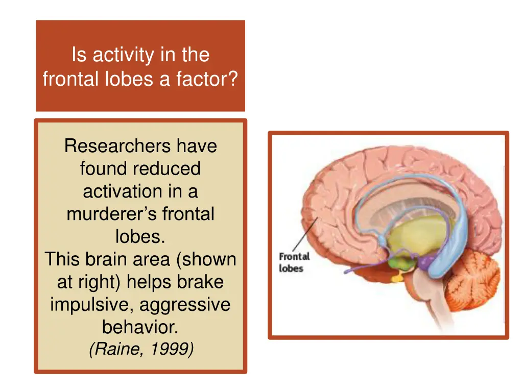 is activity in the frontal lobes a factor