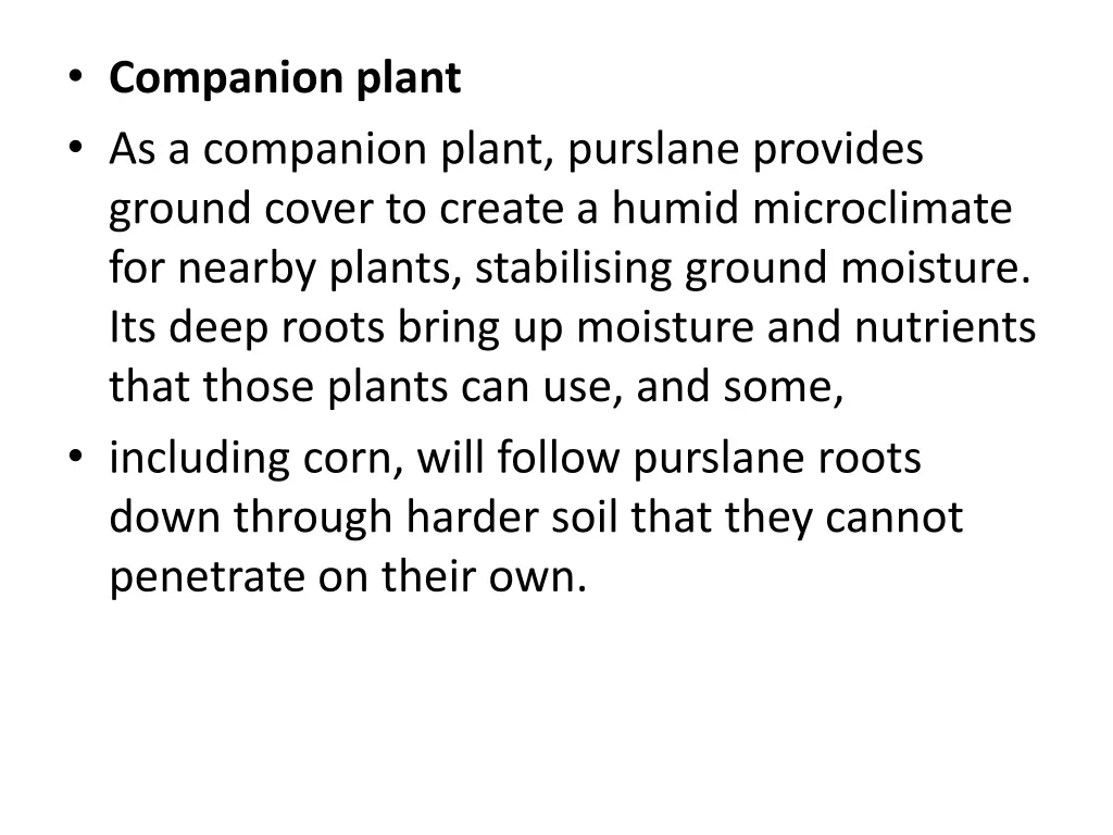 companion plant as a companion plant purslane