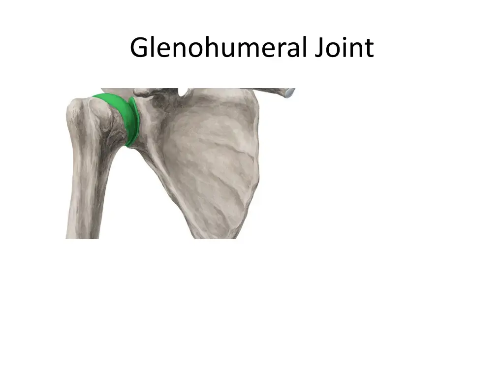 glenohumeral joint