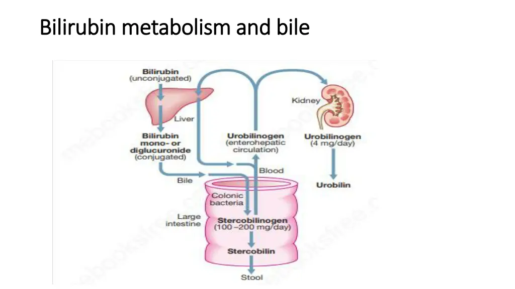 bilirubin metabolism and bile bilirubin