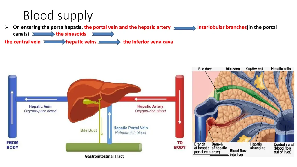 blood supply on entering the porta hepatis