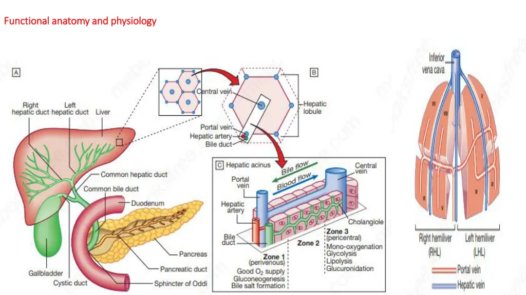 functional anatomy and physiology functional