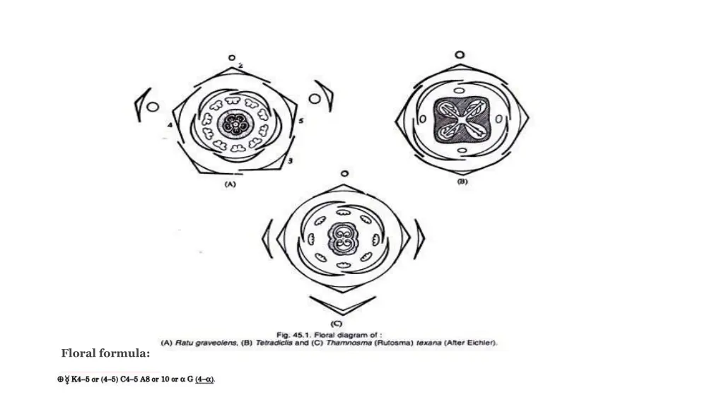 floral formula