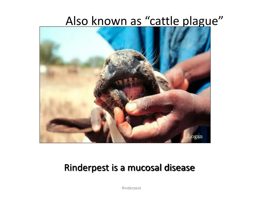 also known as cattle plague