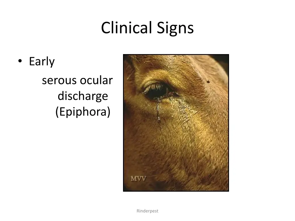 clinical signs 2