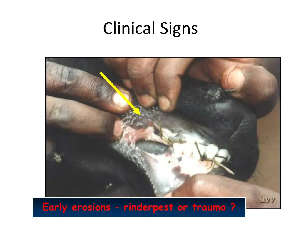 clinical signs 4