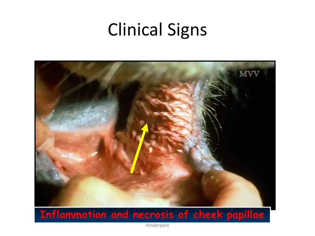 clinical signs 5