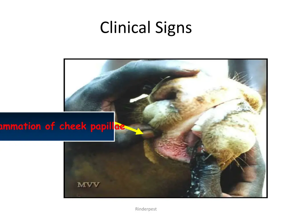 clinical signs 6