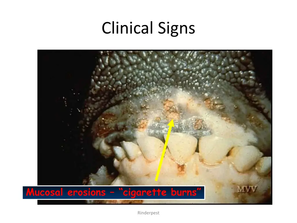 clinical signs 7