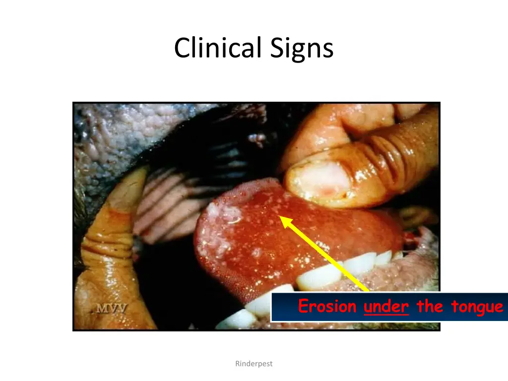 clinical signs 9