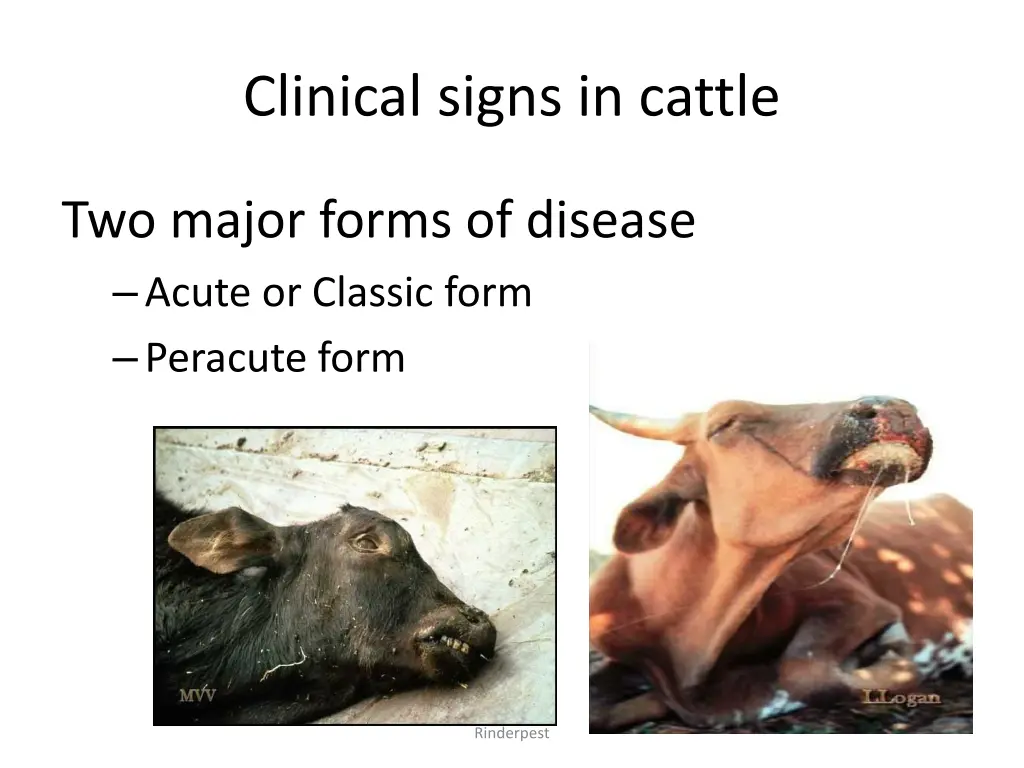 clinical signs in cattle 1