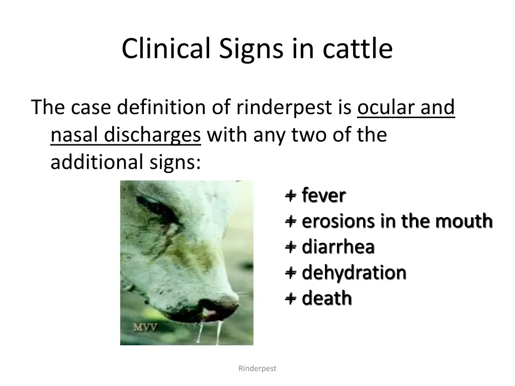 clinical signs in cattle