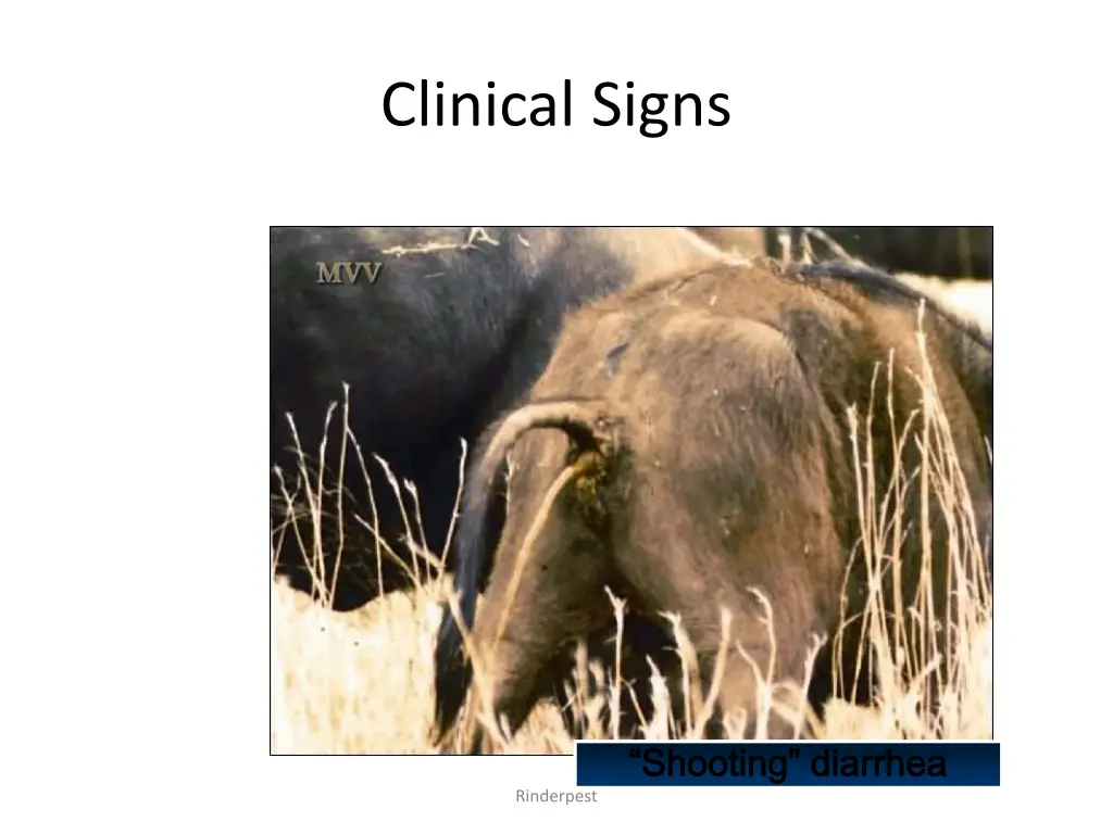 clinical signs