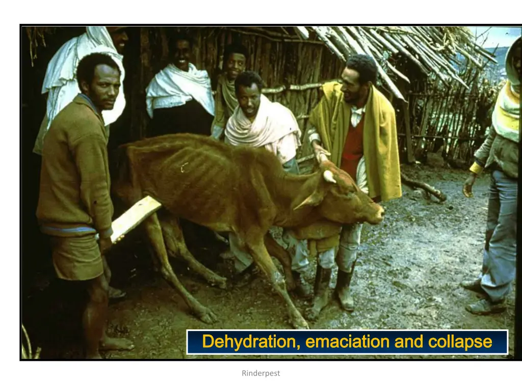 dehydration emaciation and collapse dehydration