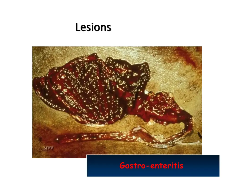 lesions 1