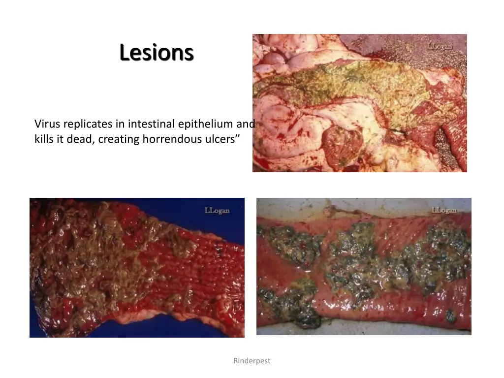 lesions 4