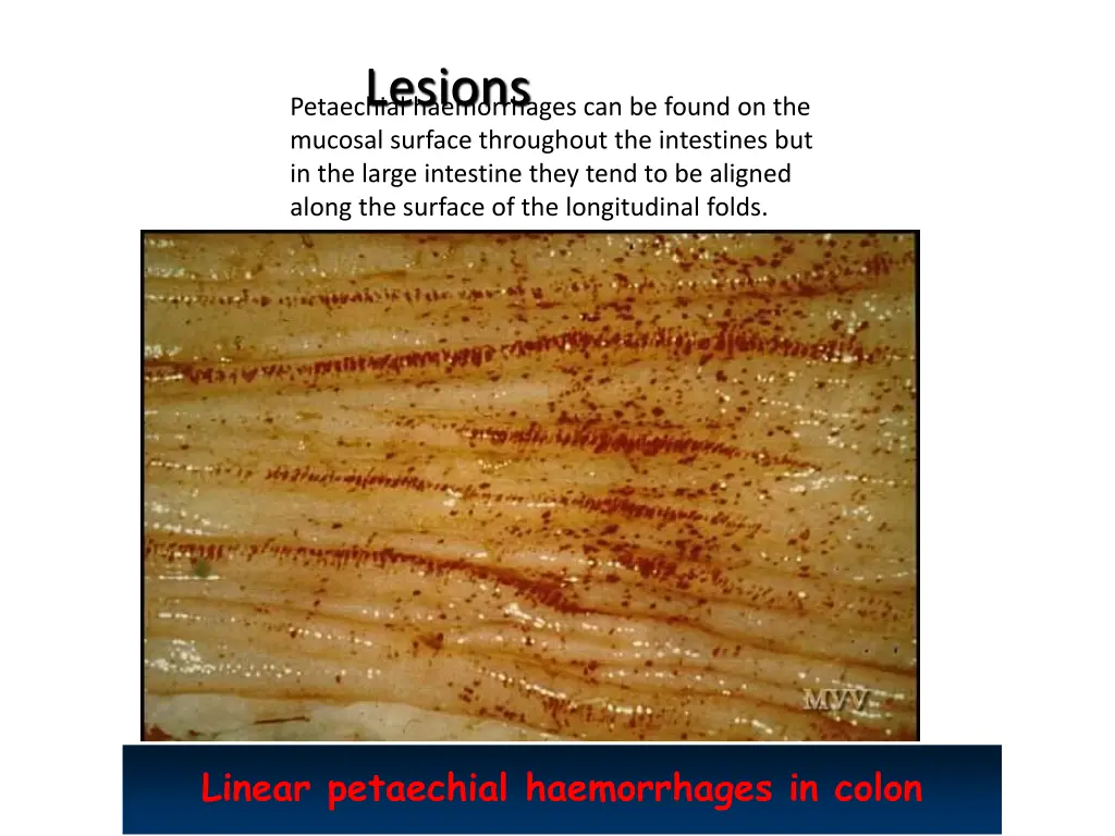 lesions petaechial haemorrhages can be found