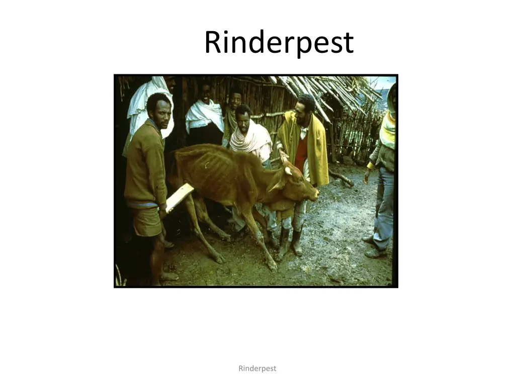 rinderpest 1