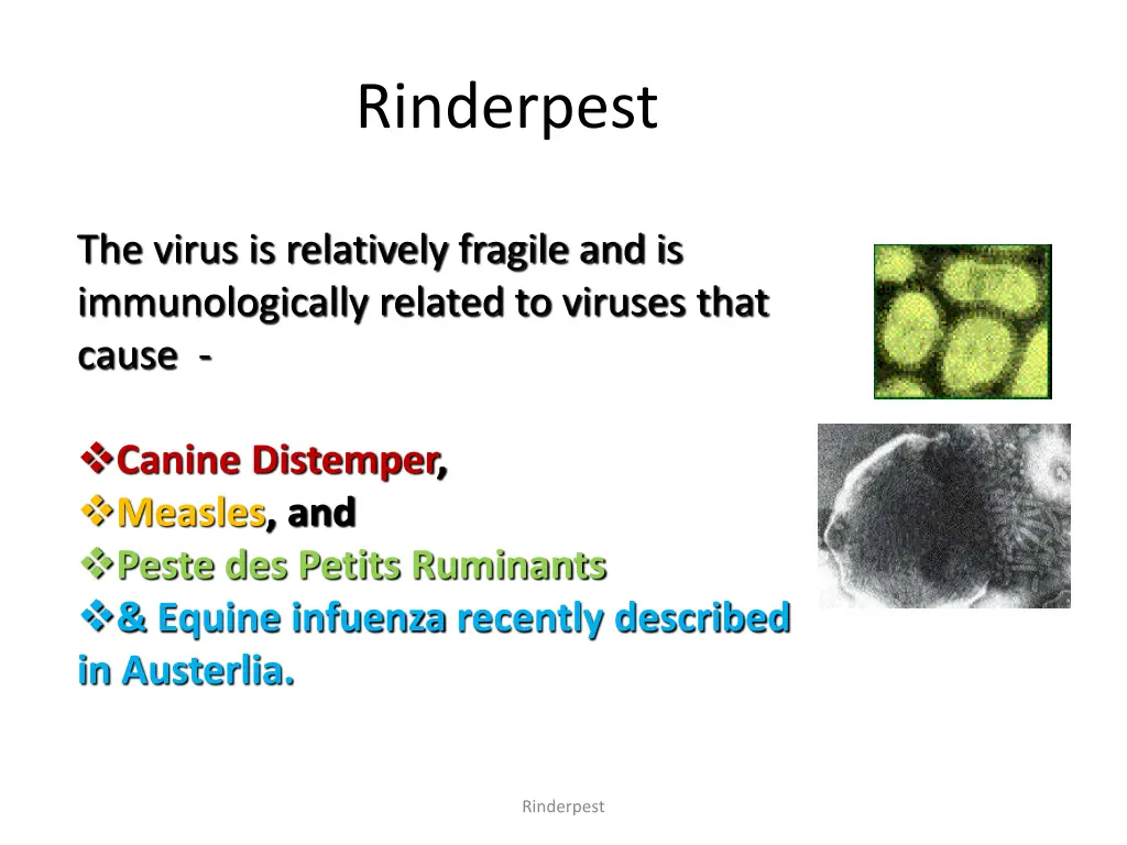 rinderpest 2