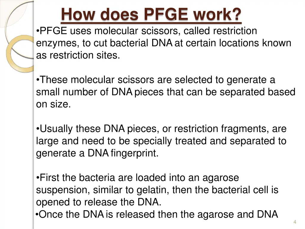 how does pfge work pfge uses molecular scissors