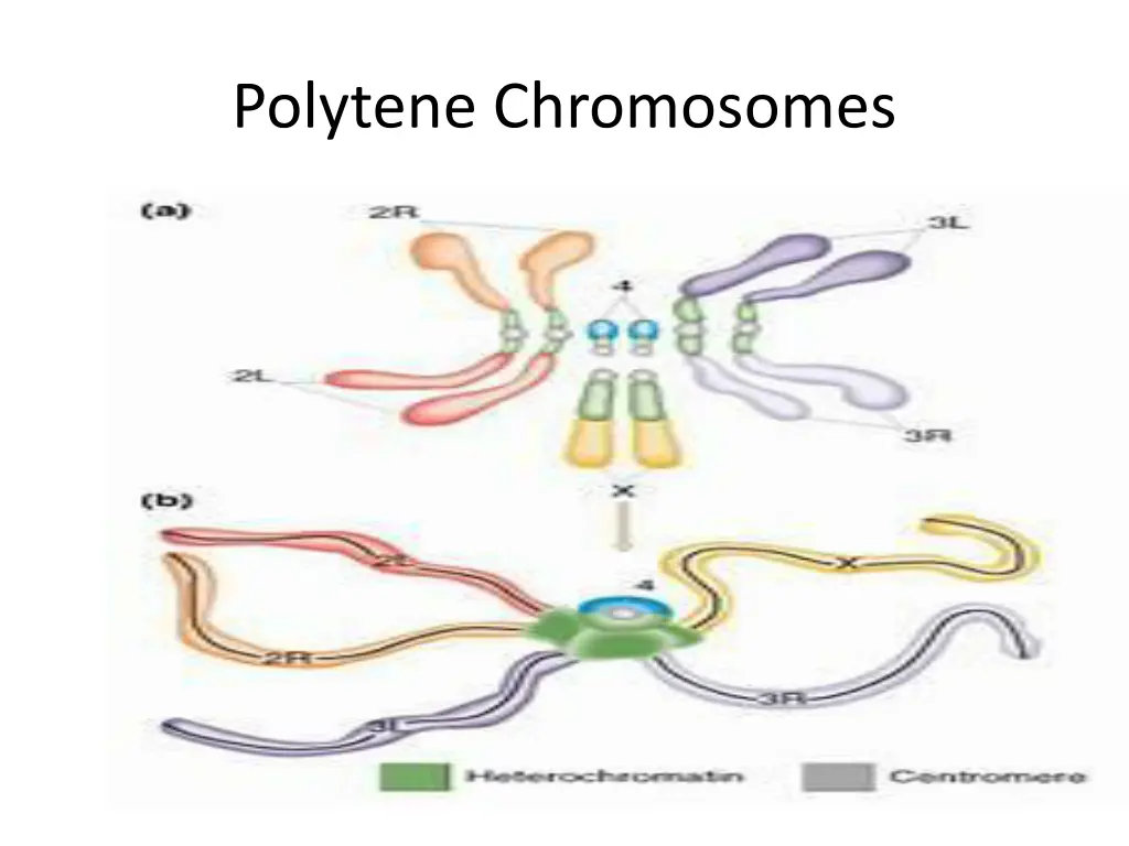 polytene chromosomes