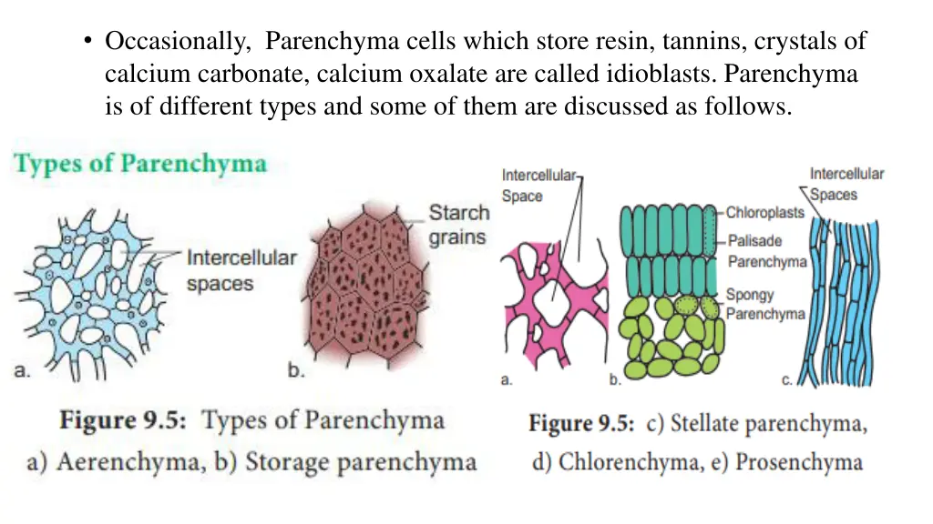 occasionally parenchyma cells which store resin