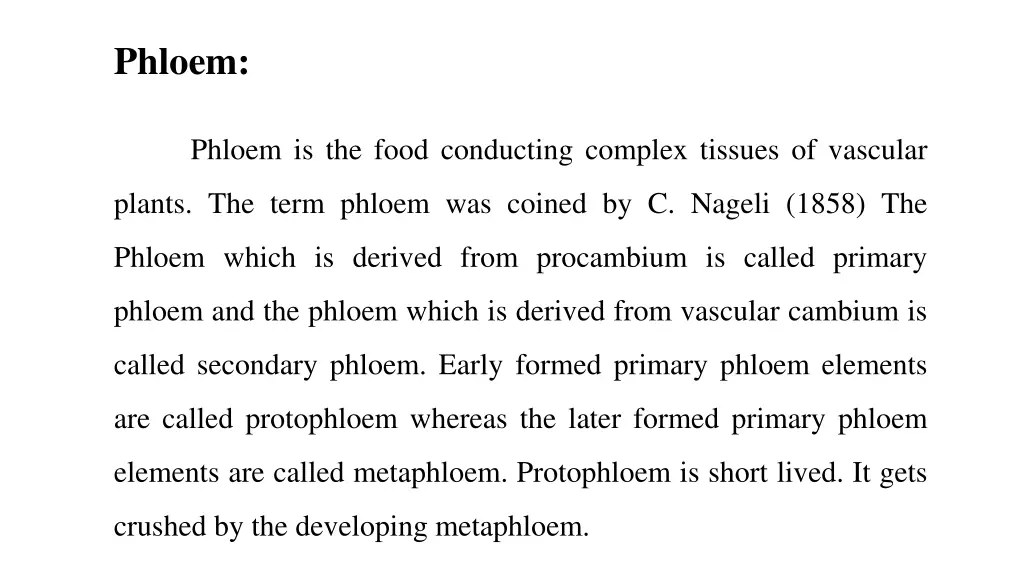 phloem