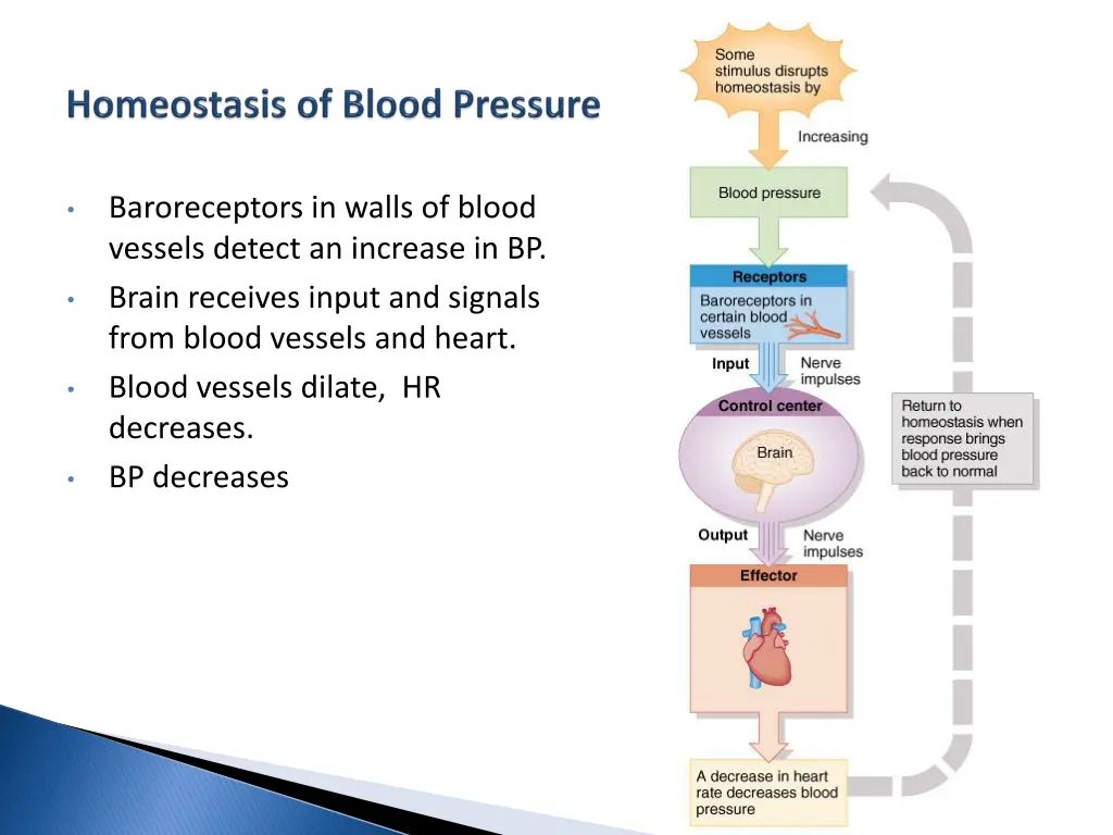 baroreceptors in walls of blood vessels detect