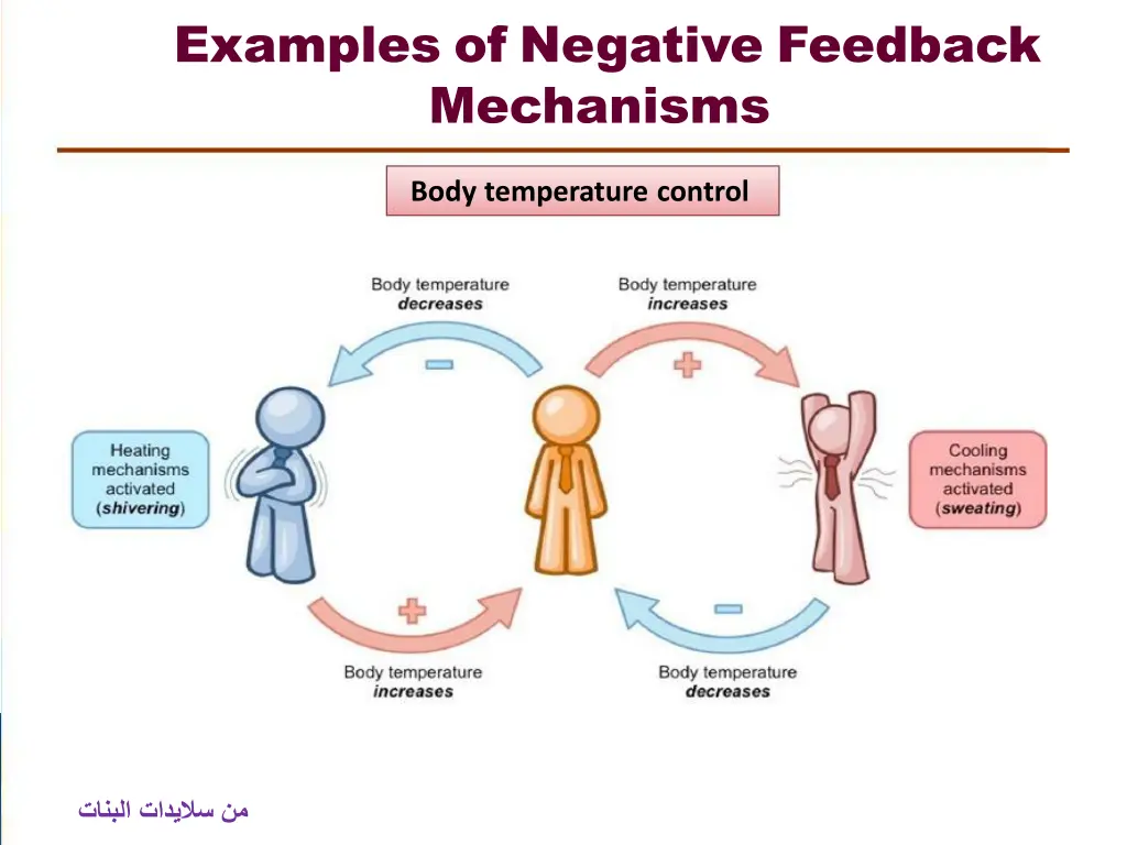 examples of negative feedback mechanisms