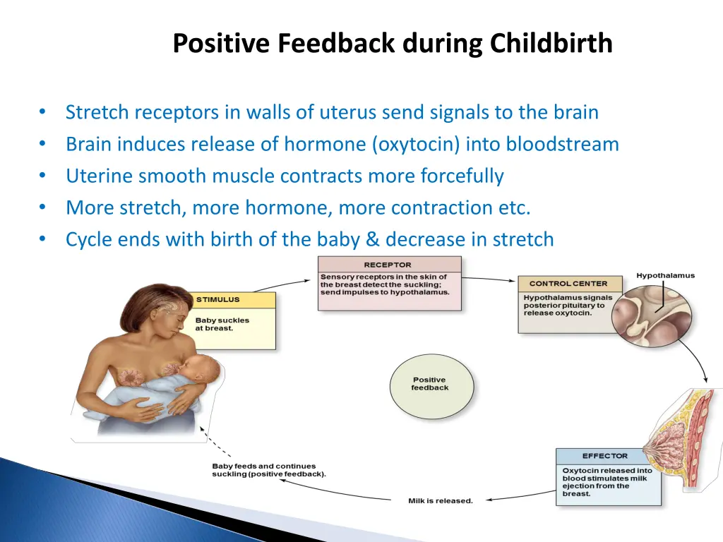 positive feedback during childbirth