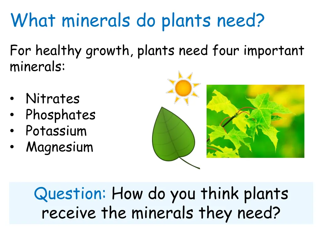 what minerals do plants need