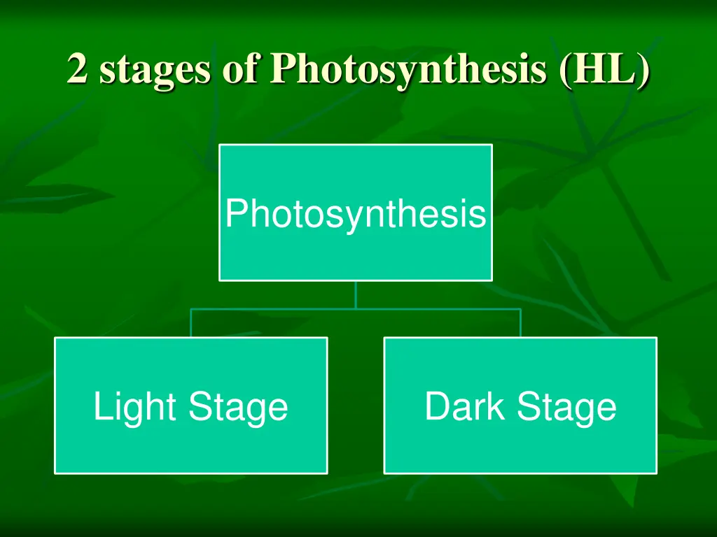 2 stages of photosynthesis hl